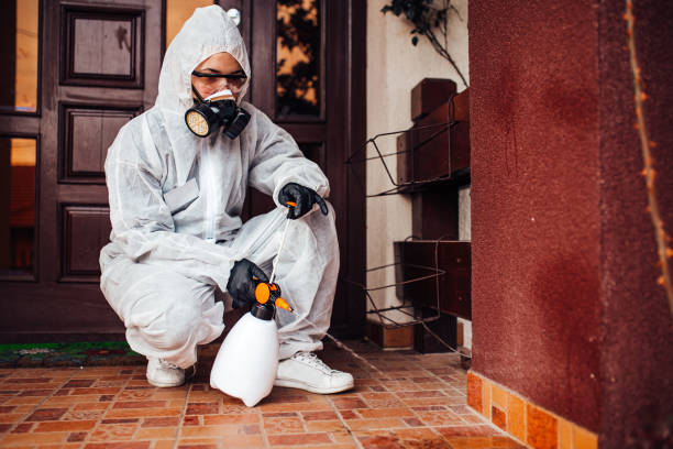 Attic and Crawl Space Rodent Treatment in Honolulu
