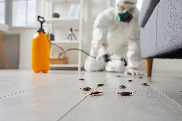 Commercial Rodent Management in Honolulu